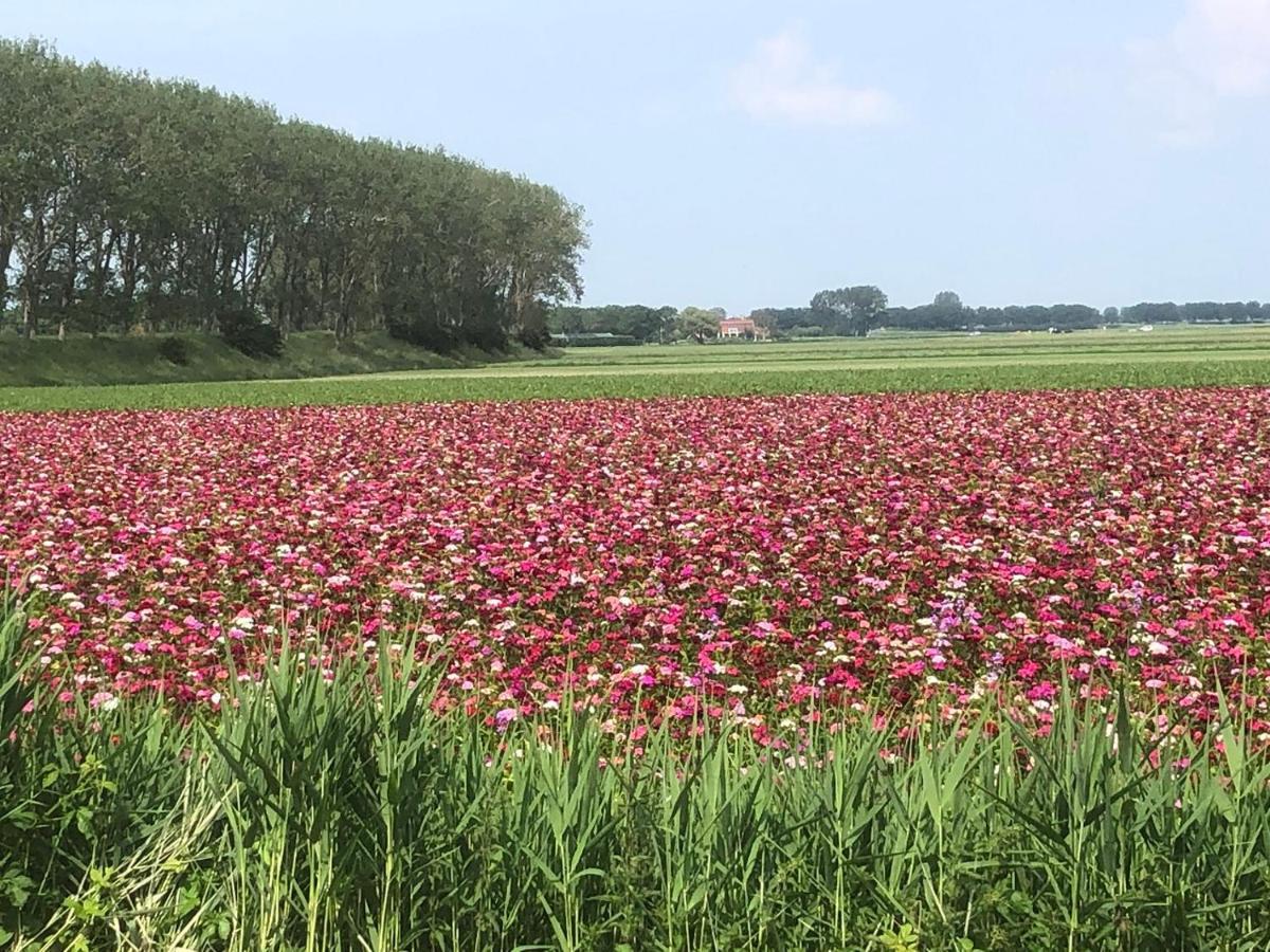 4 P Chalet Sint-Maartensdijk Zeeland Villa Eksteriør billede